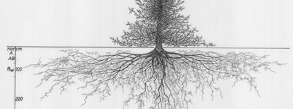 Kořenový systém borovice lesní Foto: WUR Library