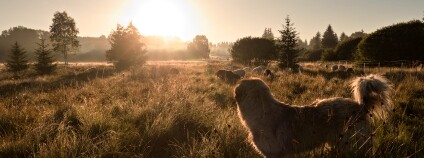 Foto: ČSOP Libosváry