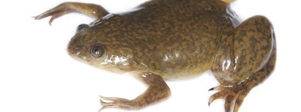 Drápatka vodní Foto: Brian Gratwicke Flickr