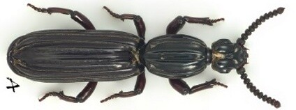 Rhyzodiastes xii Foto: Cheng-Bin Wang / Zootaxa