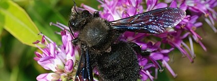 Drvodělka fialová Foto: Alvesgaspar Wikimedia Commons