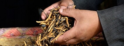 Foto: Rosino / Flickr