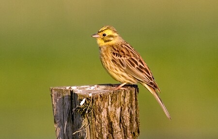 Cílem projektu podle vědců bylo zjistit, co se stane s ptačím zpěvem, když se ptáci vysadí na opačném konci světa. Na snímku strnad obecný.
