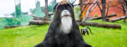 Petr Hamerník / Zoo Praha