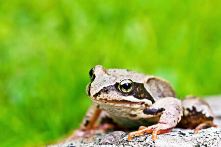 Pardubický kraj chce nechat vybudovat u Přívratu na Orlickoústecku speciální podchody pod silnicí pro žáby a čolky.