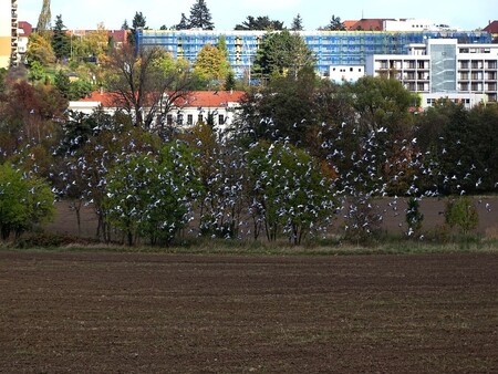 Starostové městských částí Praha 4, Praha 11 a Praha 15, mezi nimiž se rozprostírá jedna z nejcennějších dosud nezastavěných přírodních lokalit v Praze, tzv. Trojmezí, dnes podepsali memorandum za ochranu této lokality.