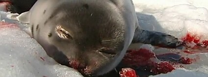 Foto: Kanál PETA na YouTube