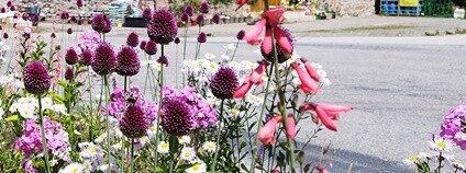 Ukázkový záhon projektu Pěstuj bezpečně – nepodporuj invazní druhy. Foto: FŽP ČZU