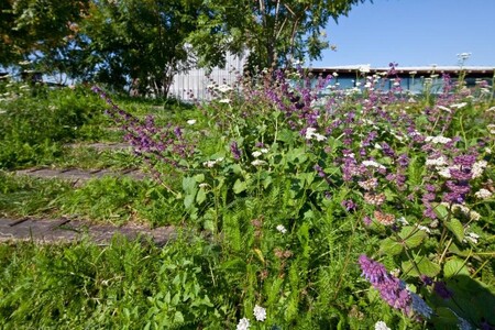 První certifikovanou budovou v ČR byla v roce 2009 centrála ČSOB v Praze - Radlicích. Na snímku louka na její střeše.