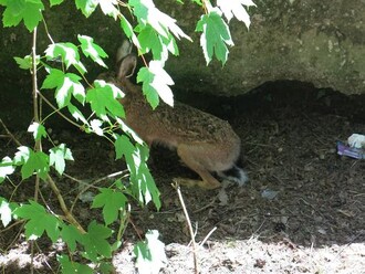 Uvězněný zajíc a ucpaný propustek. Zajíce se podařilo zachránit, propustek by zasloužil odkopat.
