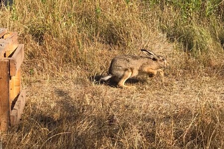 Myslivci včera ráno do lesů v Divoké Šárce v Praze 6 vypustili 14 zajíců. / Ilustrační foto