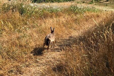 Myslivci v sobotu v areálu Jaderné elektrárny Temelín odchytili 21 zajíců. Zvířata následně pustili do volné přírody. / Ilustrační foto