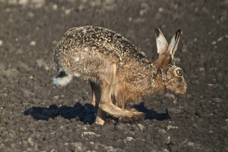 ... králík prchá před liškou proto, aby se rozmnožil. Na ilustračním snímku ale prchá ku rozmnožení se zajíc
