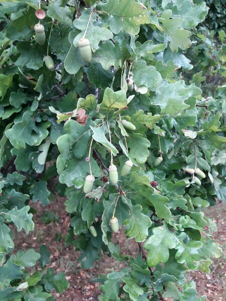 Poslední rok se i Lesy ČR zaměřují na změnu skladby lesních porostů.