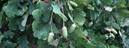 žalud Foto: Lesy ČR