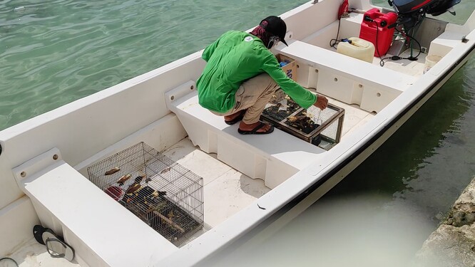 Příprava transportu loskutáků k vypuštění.