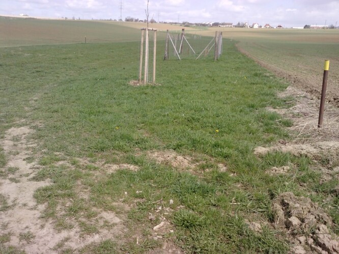 Zatravněná údolnice s výskytem zajíce, koroptve, kvíčaly, skřivana, strnada i hmyzu.