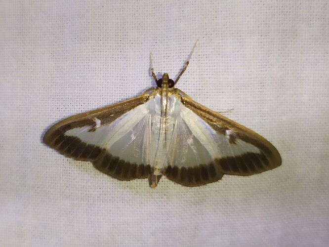 Zavíječ zimostrázový