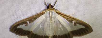 Očkovec babykový Foto: M. Hánová Zoo Ostrava