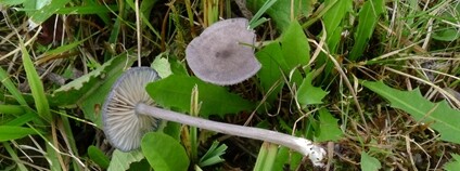 Závojenka kruhatá (Entoloma violaceozonatum), Paseky nad Jizerou. Foto: Fellner a Landa 2020 Správa KRNAP