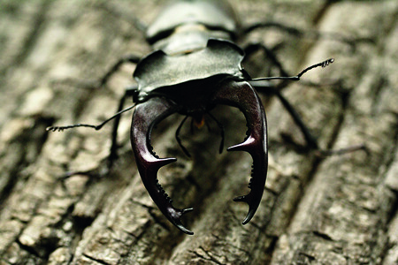 Muzeum jihovýchodní Moravy ve Zlíně ve čtvrtek zahájilo výstavu Zbraně v přírodě. Návštěvníkům představuje bohatý arzenál, jímž disponují jak zvířata, tak i rostliny z nejrůznějších koutů světa. / Na snímku plakát výstavy