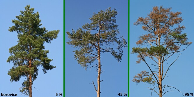 Ukázka intenzity defoliace borovice (5 – 45 – 95 %).