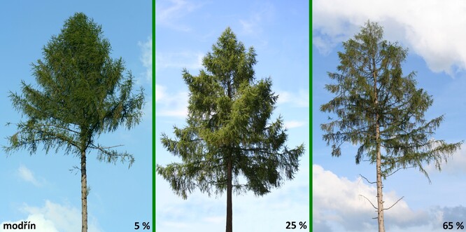 Ukázka  intenzity defoliace modřínu (5 – 25 – 65 %).