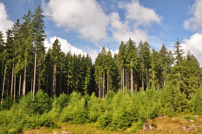 Lesy v Krušných horách dnes patří mezi nejzdravější v republice.