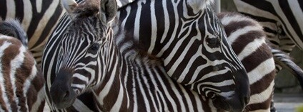 Zebra bezhřívá Foto: Simona Jiřičková Safari Park Dvůr Králové