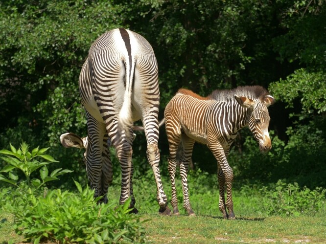 Ostravské zahradě se dosud podařilo odchovat 20 mláďat.