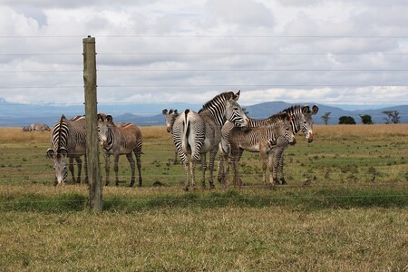 Společně se severními bílými nosorožci žijí v ostře hlídaném výběhu i vzácné zebry Grévyho