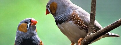 Foto: NeilsPhotography / Flickr