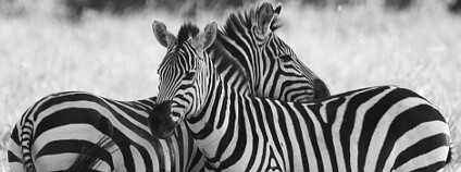 Zebry v Mara Conservancy, Masai Mara v Keni Foto: ROSS HONG KONG / Wikimedia Commons