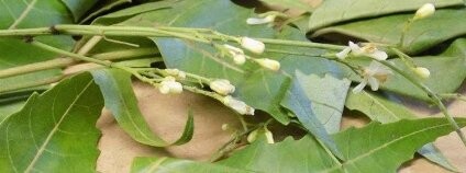 Zederah indický Foto: Celní správa