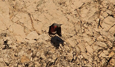 Zedníček skalní patří k nejvzácnějším ptákům v Česku. Drobný pěvec žije ve vysokohorských oblastech Alp, Himálaje a na Slovensku v Tatrách. V Česku nehnízdí, ale pouze ojediněle zimuje.