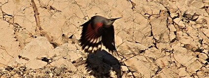 Foto: Ondřej Boháč / MOS