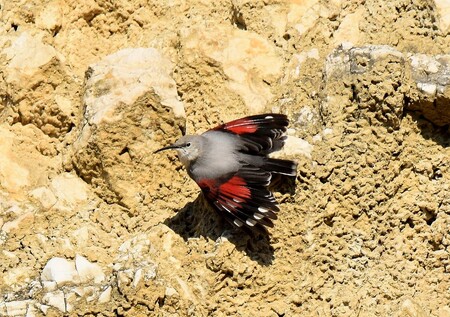 Zedníček skalní zimuje na skalních stěnách Pálavy.
