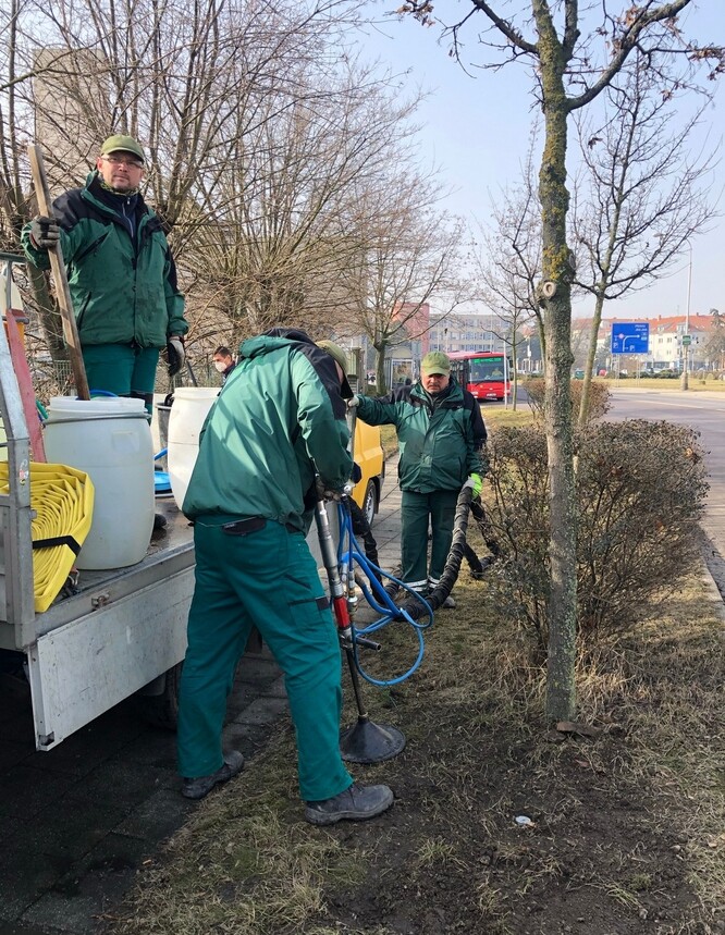 Cílem je zjistit vliv městského a zároveň suchého prostředí a najít opatření zlepšující podmínky pro růst stromů a další zeleně.