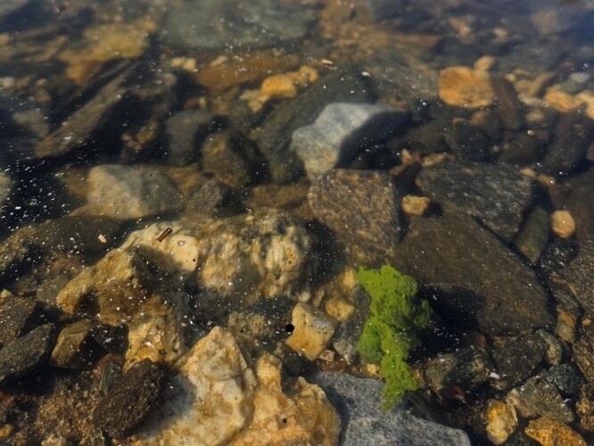 Několikacentimetrové shluky sinic pod tenkou vrstvou příbřežního ledu vytvořeného během noci na 27. února 2026 v blízkosti chatové osady Radslav.