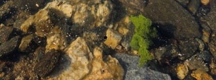 Foto: Petr Znachor Biologické centrum AV ČR