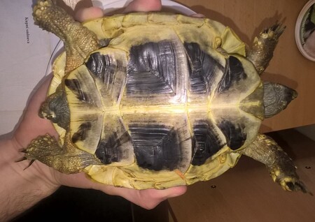Pokutu 100.000 korun dostala společnost Agropet z Albrechtiček na Novojičínsku, která v Moravskoslezském kraji provozuje několik zverimexů. Podle inspektorů společnost nelegálně obchodovala s přísně chráněnými a ohroženými druhy želv. / Na obrázku želva vroubená - jedna z nalezených želv