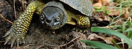 Želva bahenní Foto: Fabio Sacchi Shutterstock