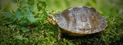 Želva chrámová Foto: Zoo Ostrava/ Facebook