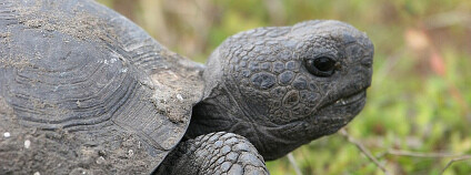 Želva myší Foto: David Syzdek / Flickr.com