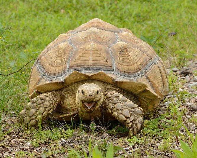Býložravé želvy ostruhaté se dožívají i 150 let a samci mohou vážit kolem 90 kilogramů. Jsou řazeny ke zranitelným druhům a v přírodě se vyskytují hlavně v subsaharské Africe.