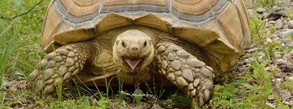 Želva ostruhatá Foto: czechian Flickr.com