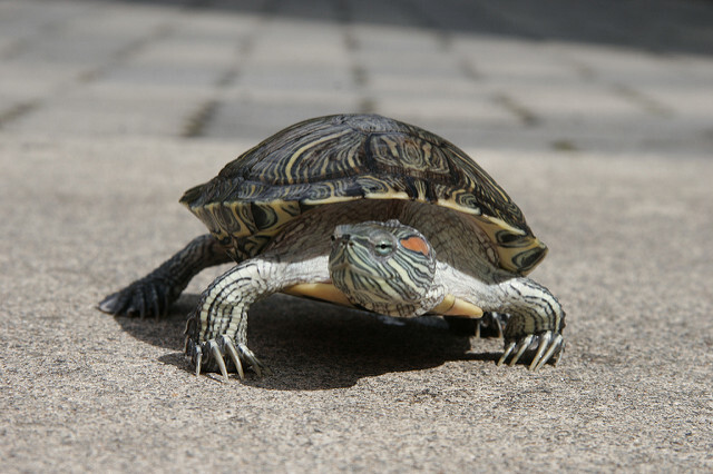 Na některých místech v Česku je od roku 1950 rozšířená také invazní želva nádherná.