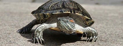 Želva nádherná Foto: delta16v / Flickr