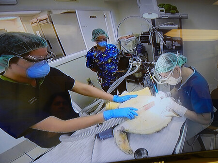 U každé želvy může být nezbytných několik operací, aby se odstranily všechny nádory pokrývající její krk, břicho a oči. Nádory u očí želvy oslepují a znemožňují jim hledat si potravu