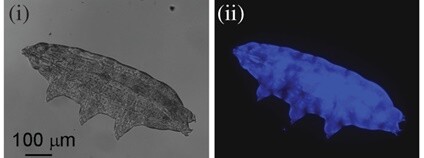 Přirozeně se vyskytující fluorescence chrání želvušky před ultrafialovým záření Foto: Harikumar R. Suma , Swathi Prakash and Sandeep M. Eswarapp